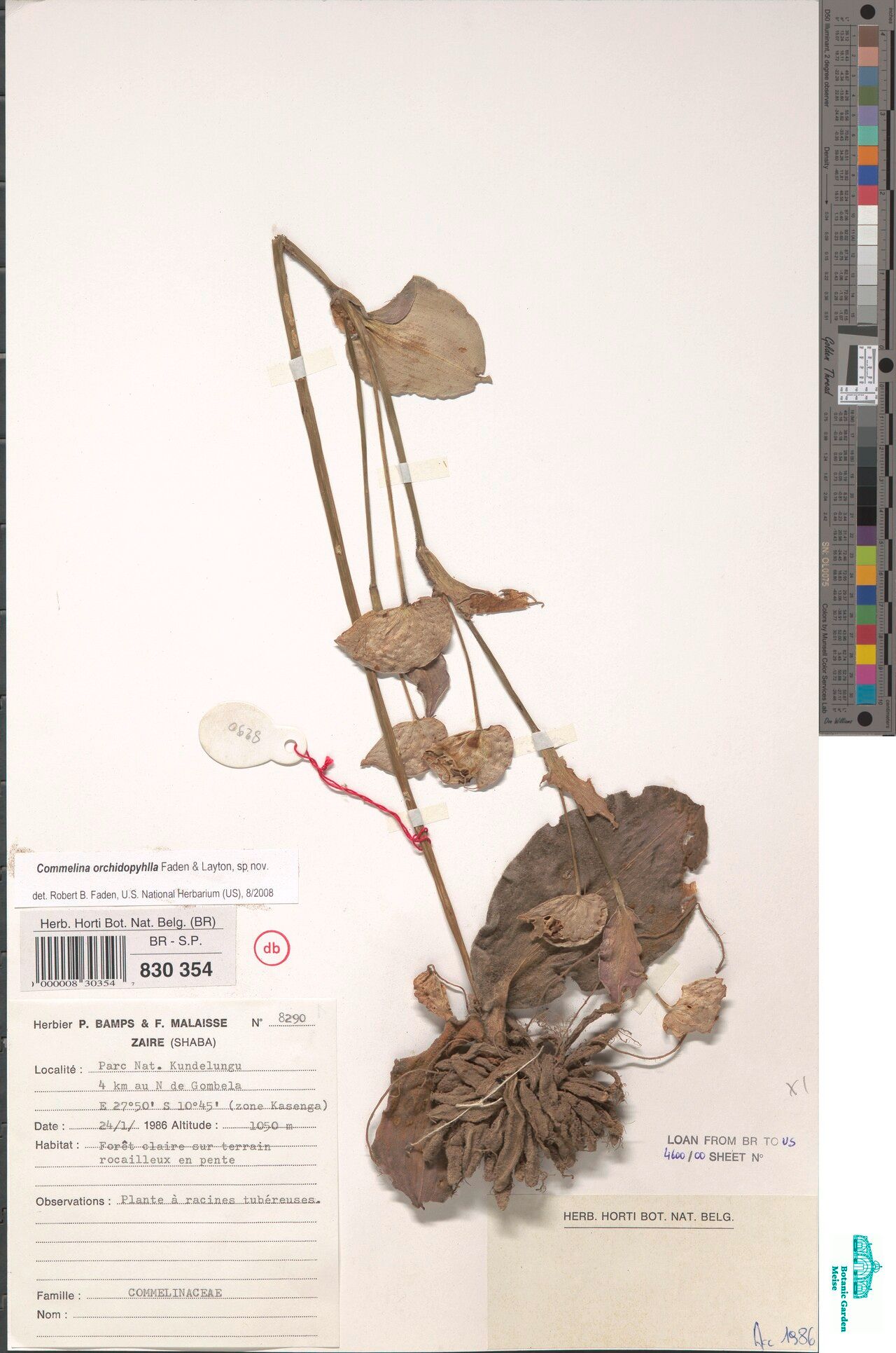 Commelina orchidophylla — search result for 'Commelina'