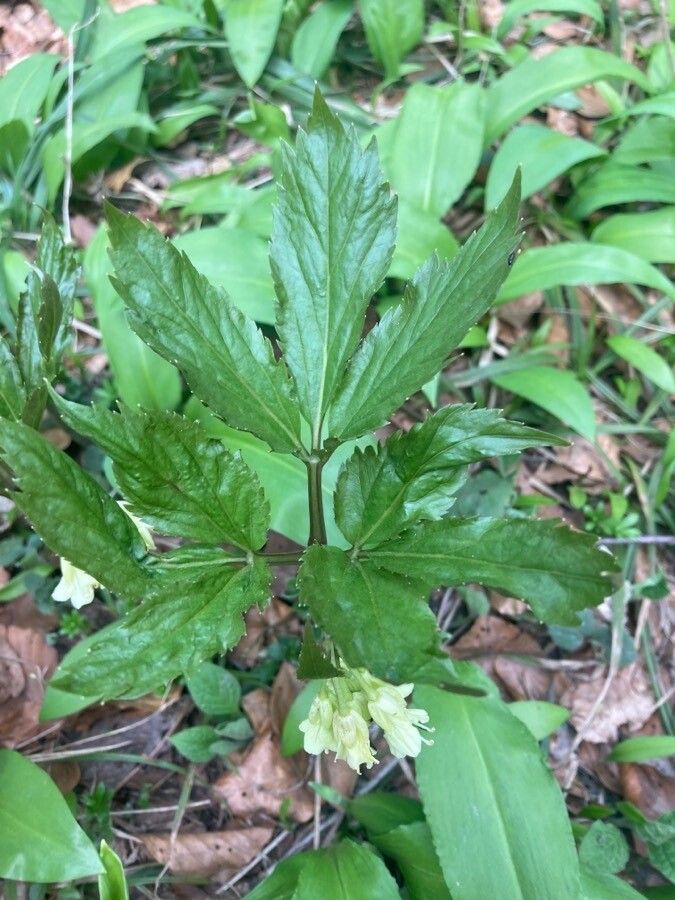 Cardamine enneaphyllos leaf