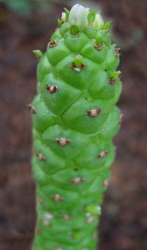 Euphorbia schubei bark