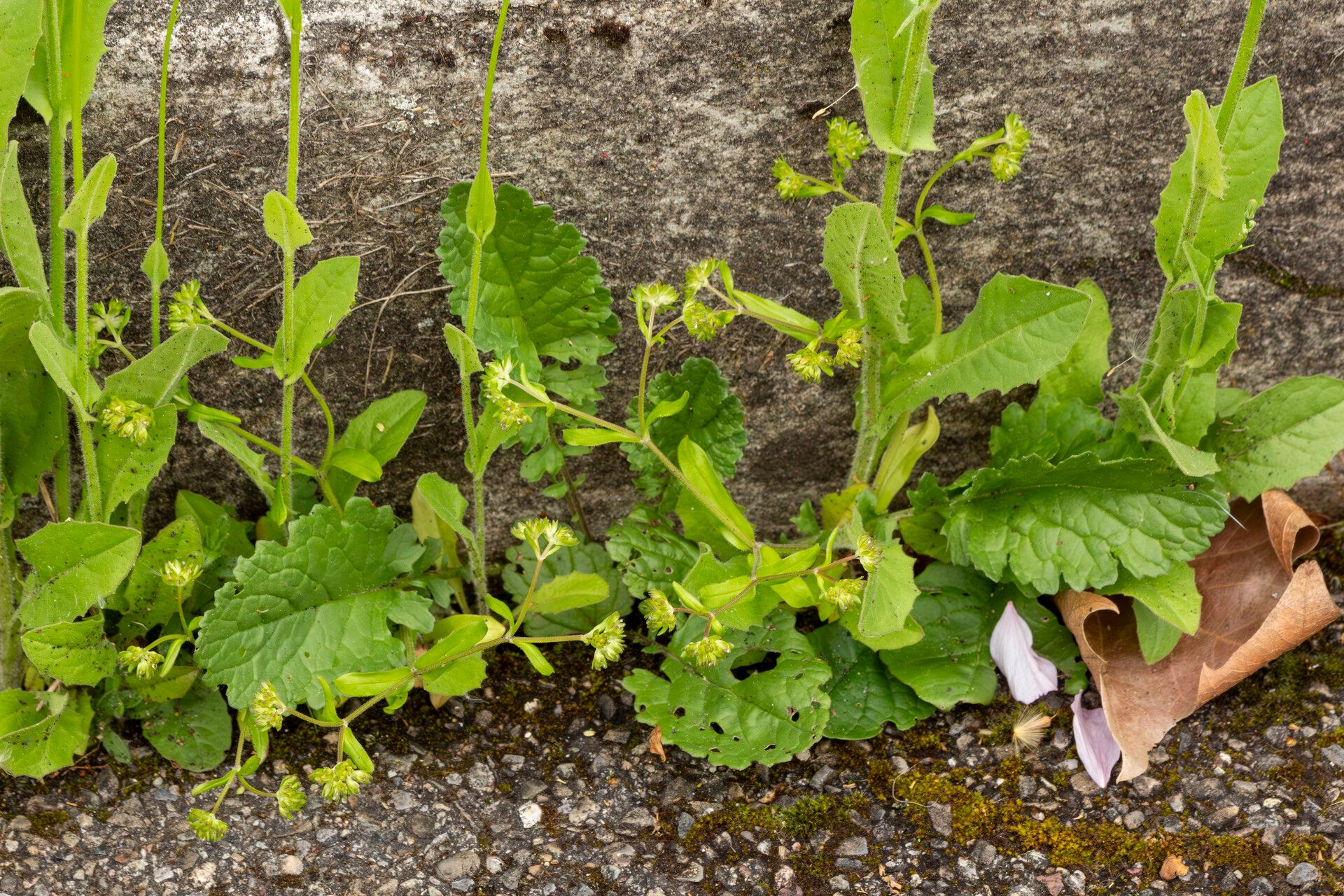 Valerianella carinata habit