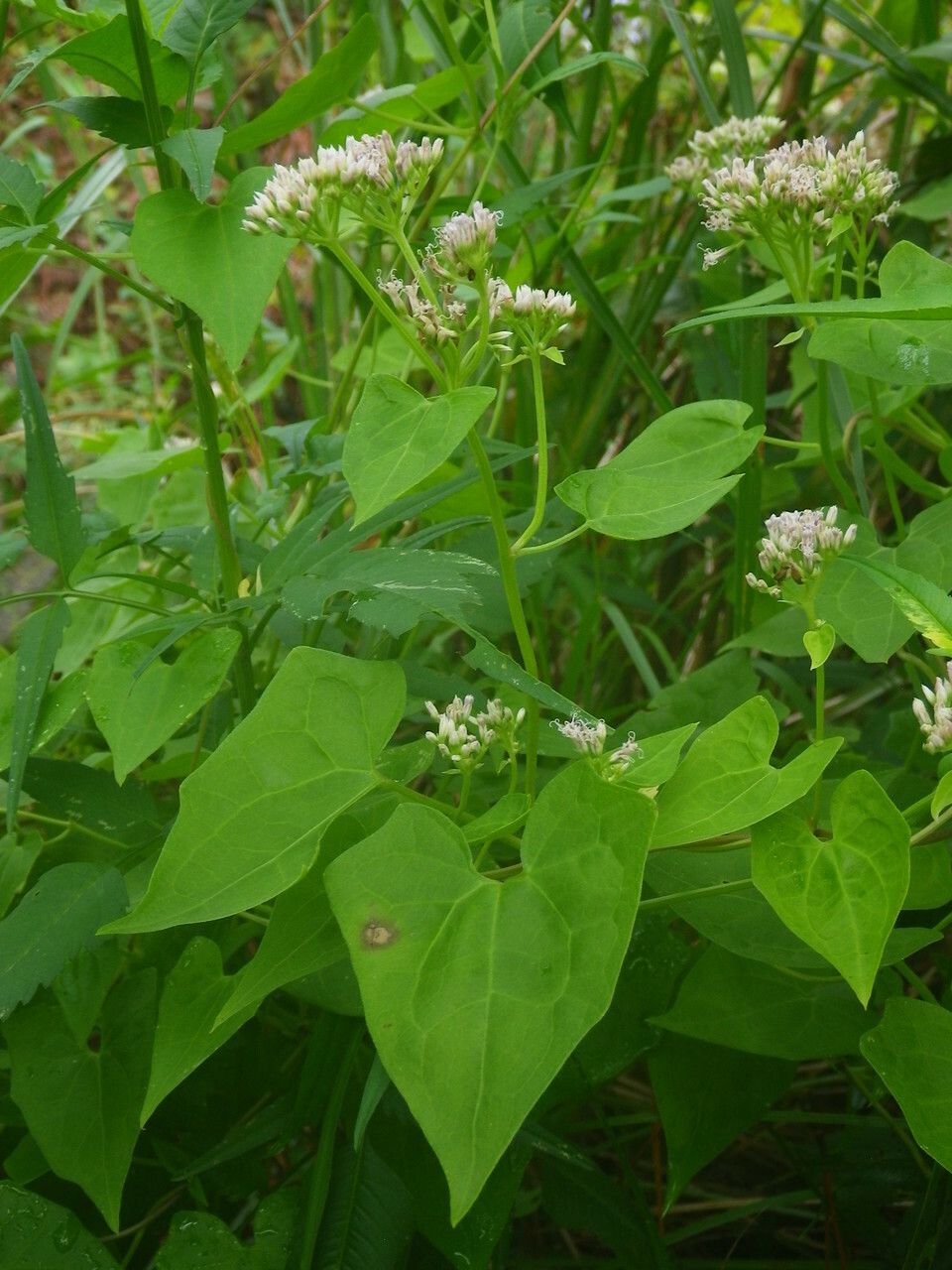 Mikania scandens — search result for 'Canada and the United States'