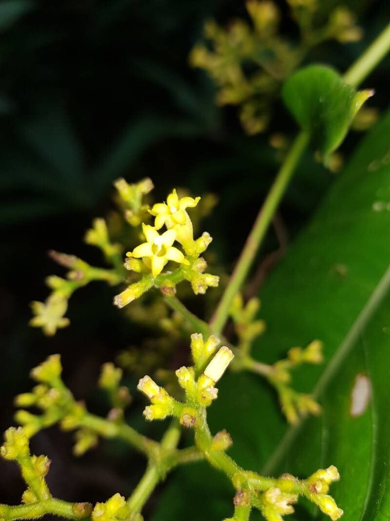 Palicourea solitudinum flower