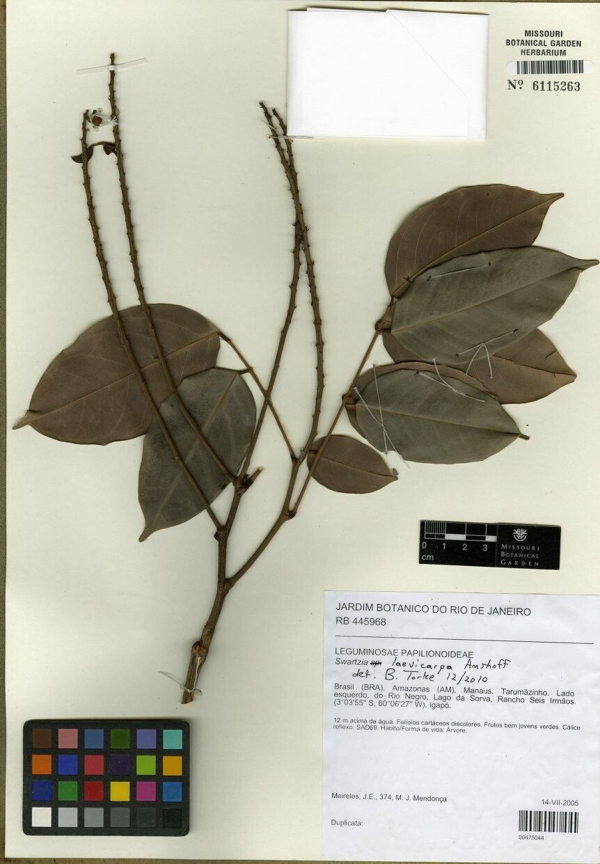 Swartzia laevicarpa — houseplant care guide