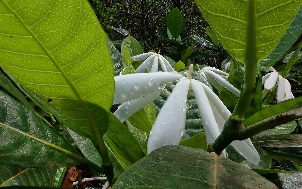 Gardenia oudiepe flower