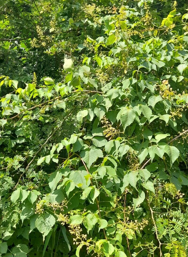 Serjania foveata habit