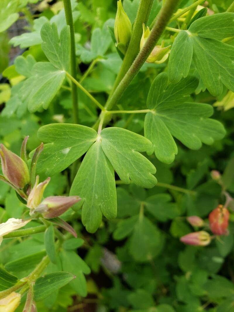 Aquilegia caerulea — search result for 'Aquilegia'