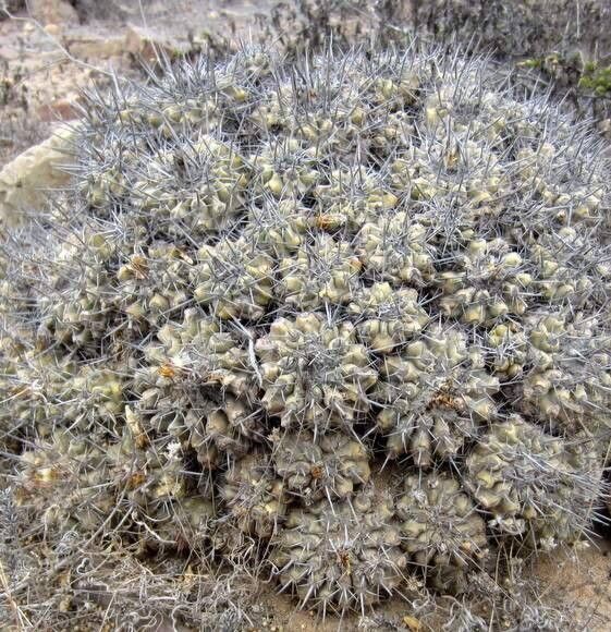 Copiapoa grandiflora habit