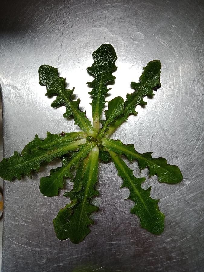 Leontodon taraxacoides — houseplant care guide