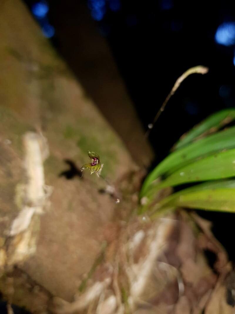 Specklinia brighamii flower