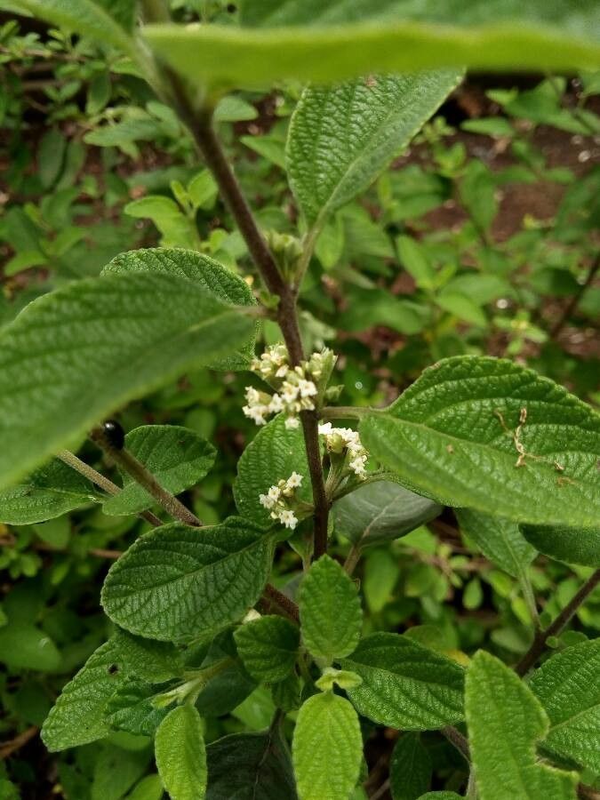 Lippia graveolens flower