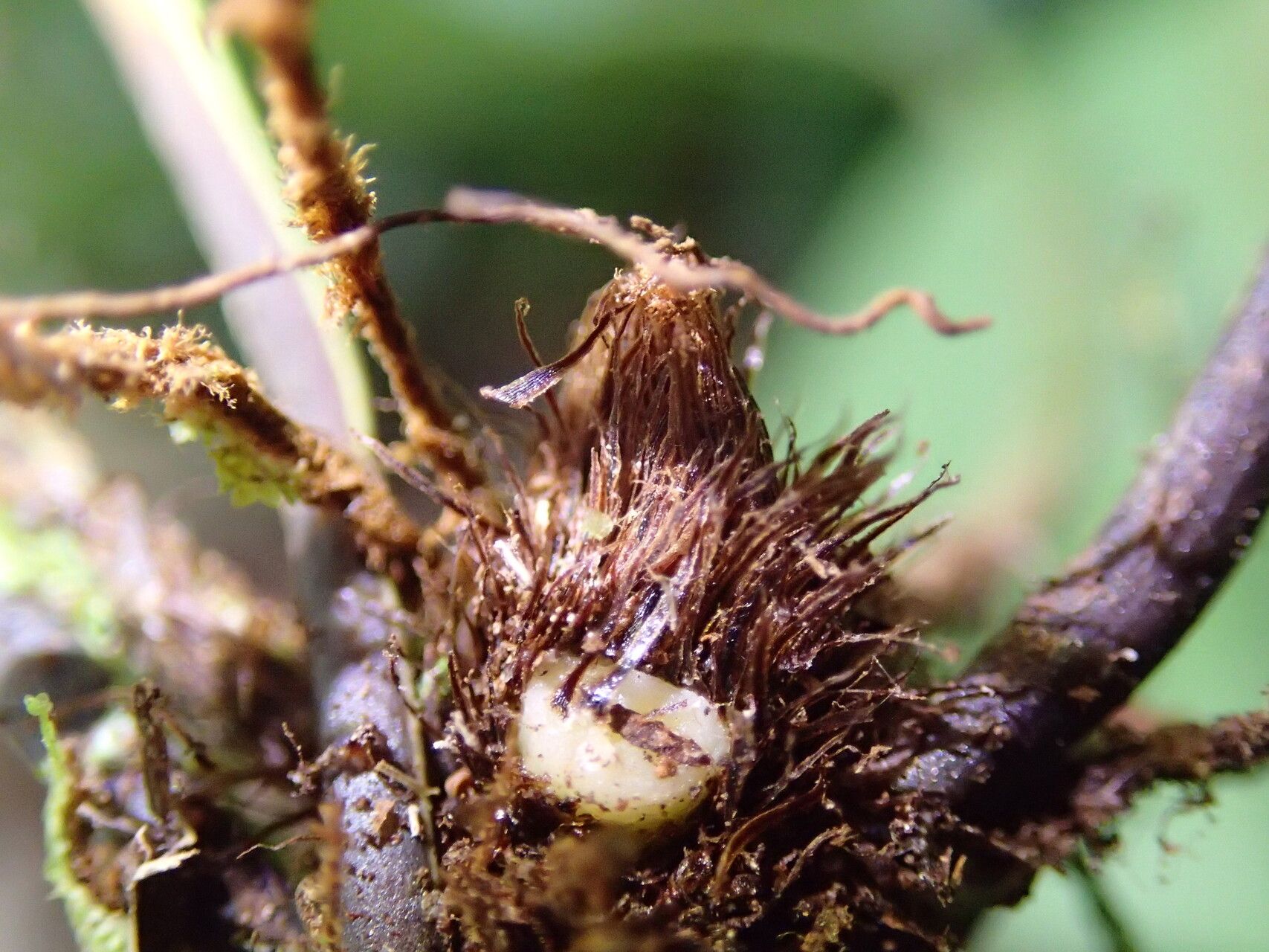 Asplenium hemitomum other