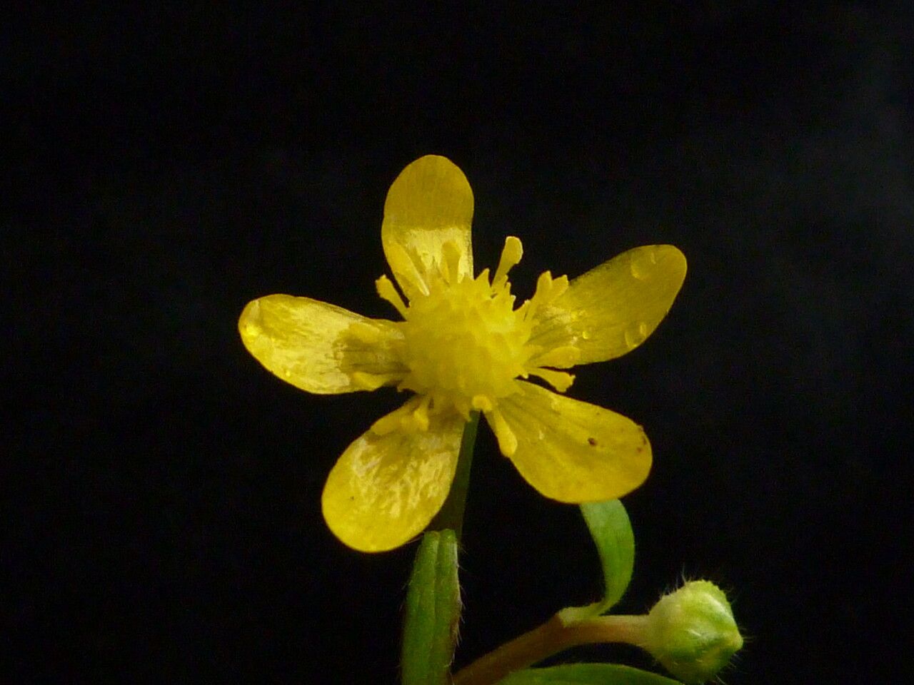 Ranunculus diffusus — houseplant care guide