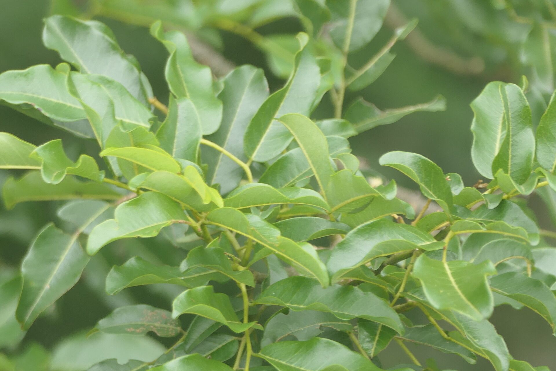 Dalbergia obovata — houseplant care guide