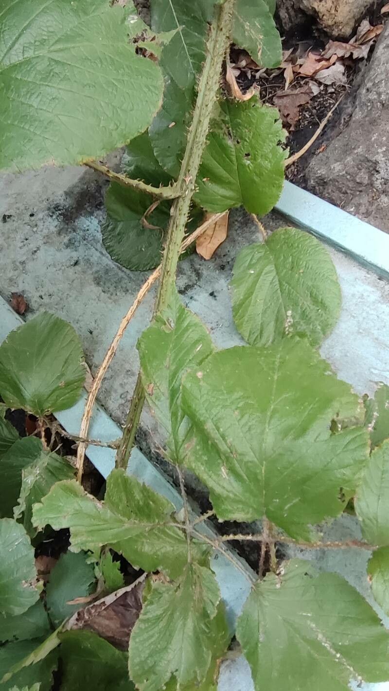 Rubus bollei habit