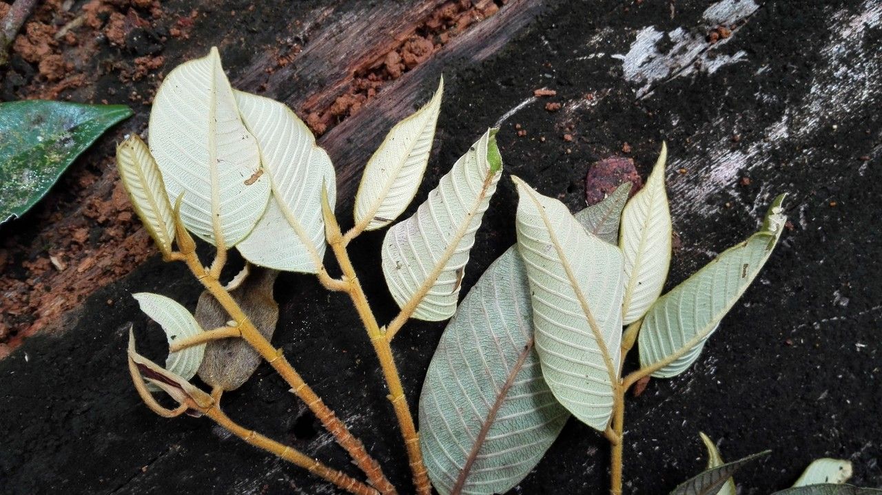 Parinari excelsa leaf