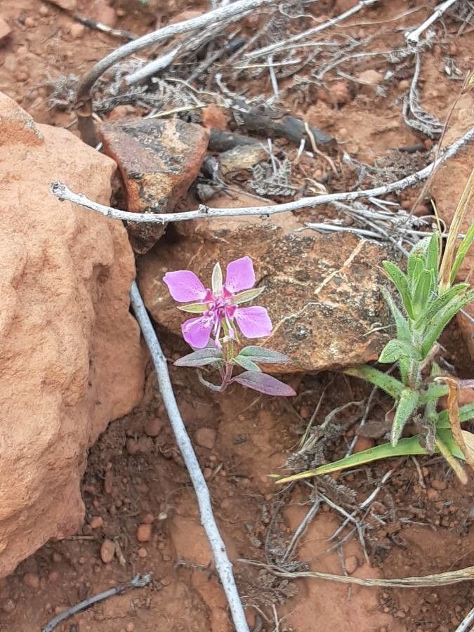 Clarkia rhomboidea flower