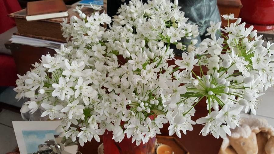 Allium coloratum flower