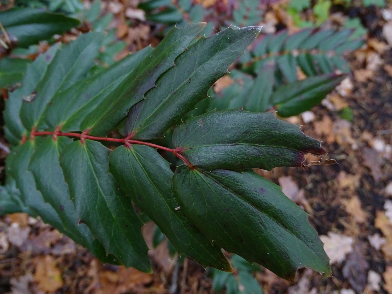 Mahonia nervosa — search result for 'Mahonia'