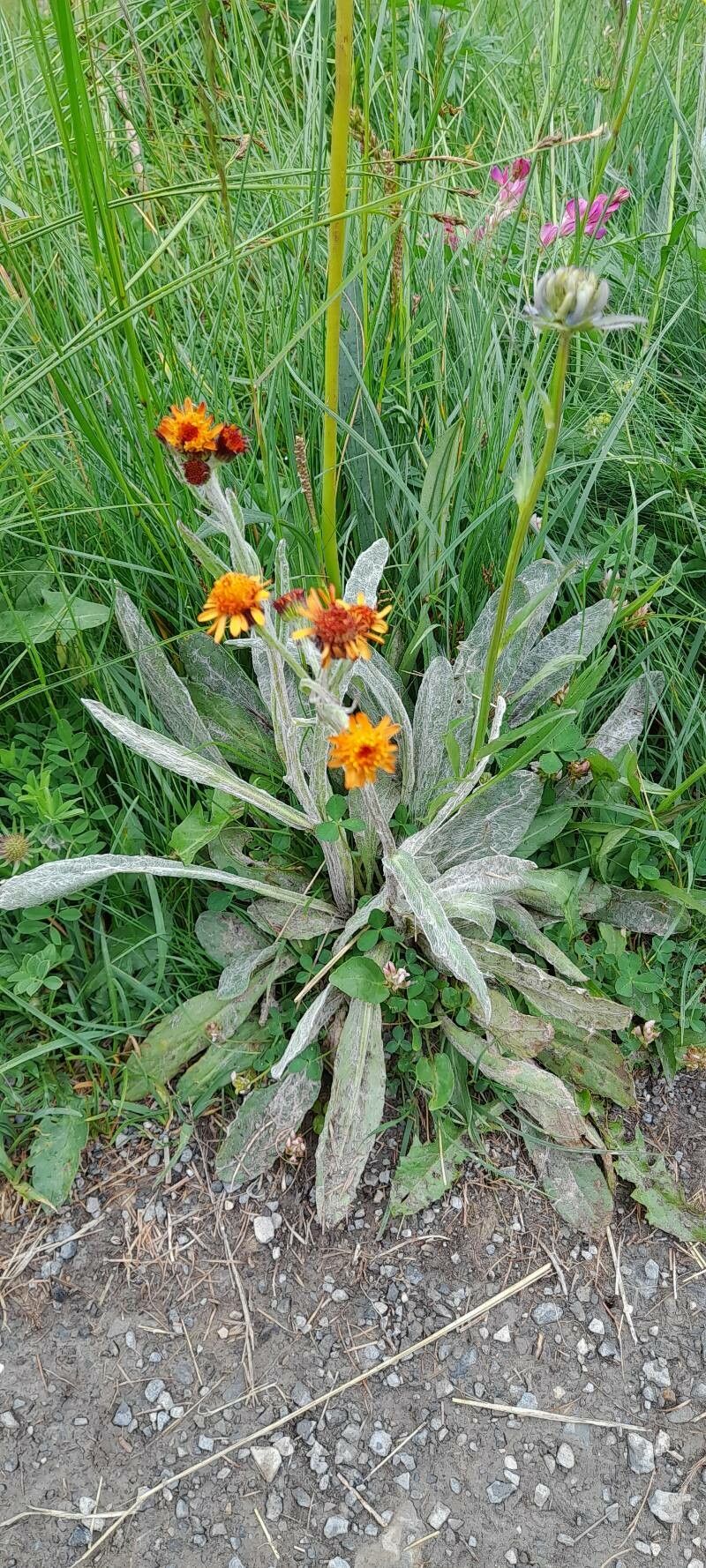 Tephroseris integrifolia flower