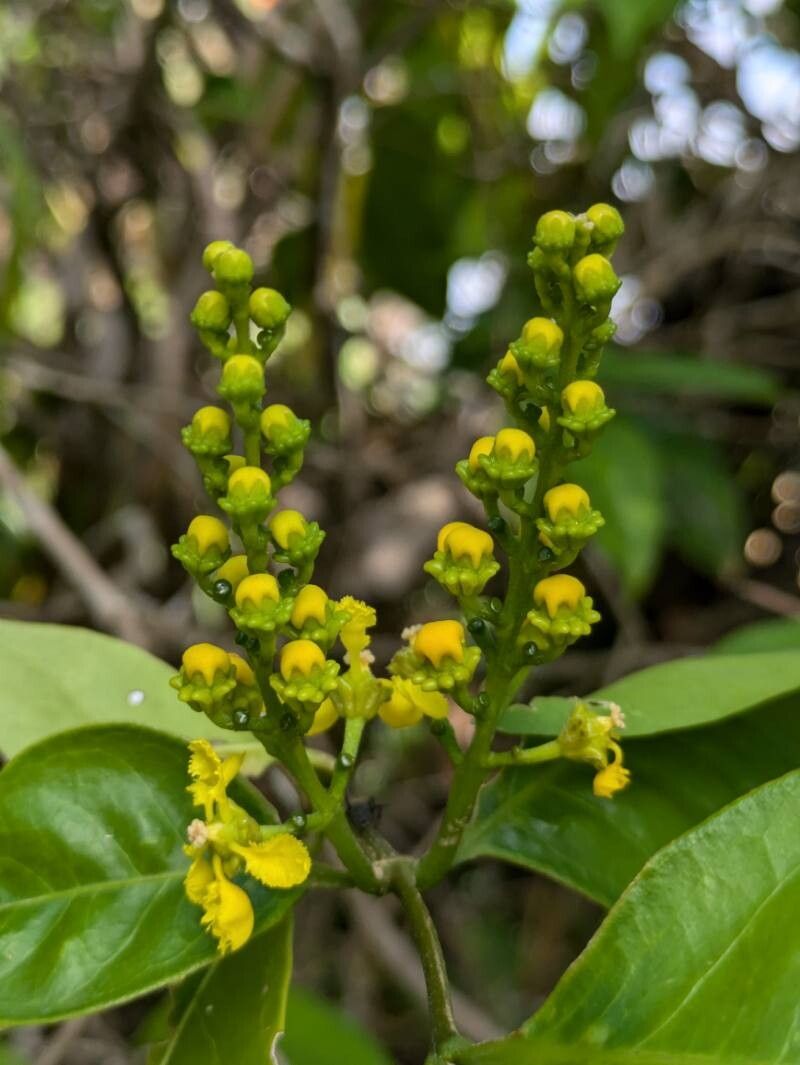 Bunchosia apiculata — related species from the same genus