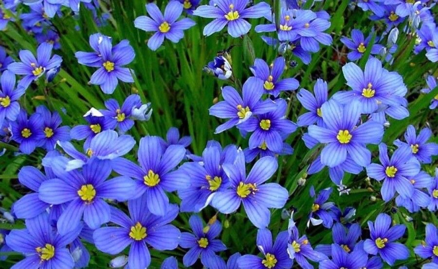 Sisyrinchium langloisii flower