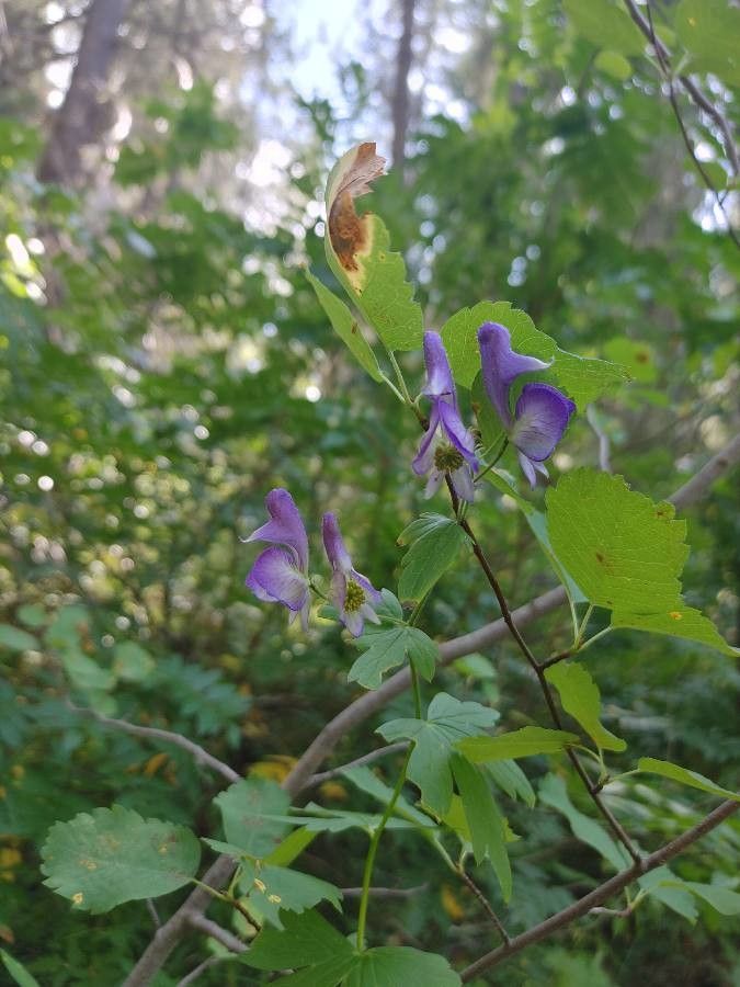 Aconitum uncinatum — search result for 'Aconitum'