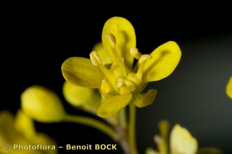 Biscutella lyrata flower