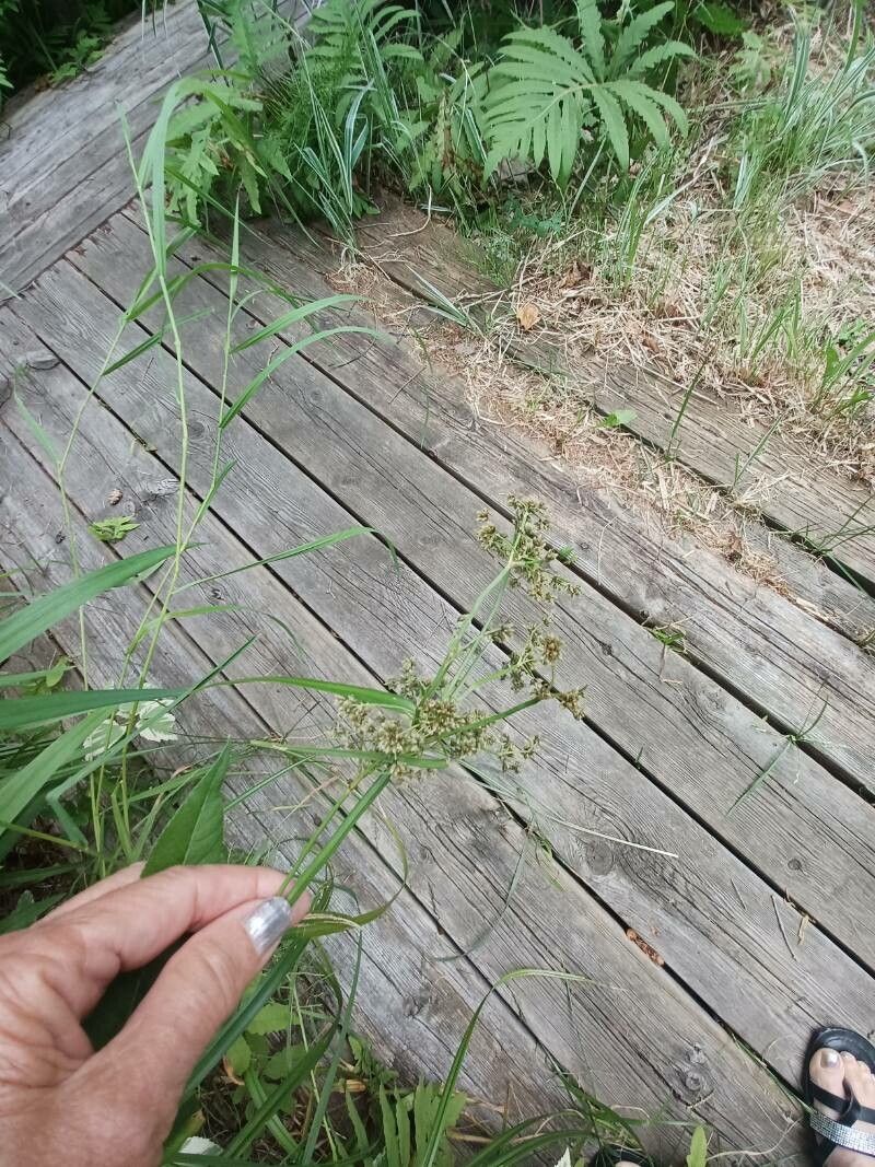 Scirpus atrovirens fruit