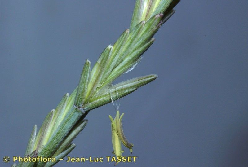 Elytrigia obtusiflora — houseplant care guide