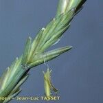 Elytrigia obtusiflora