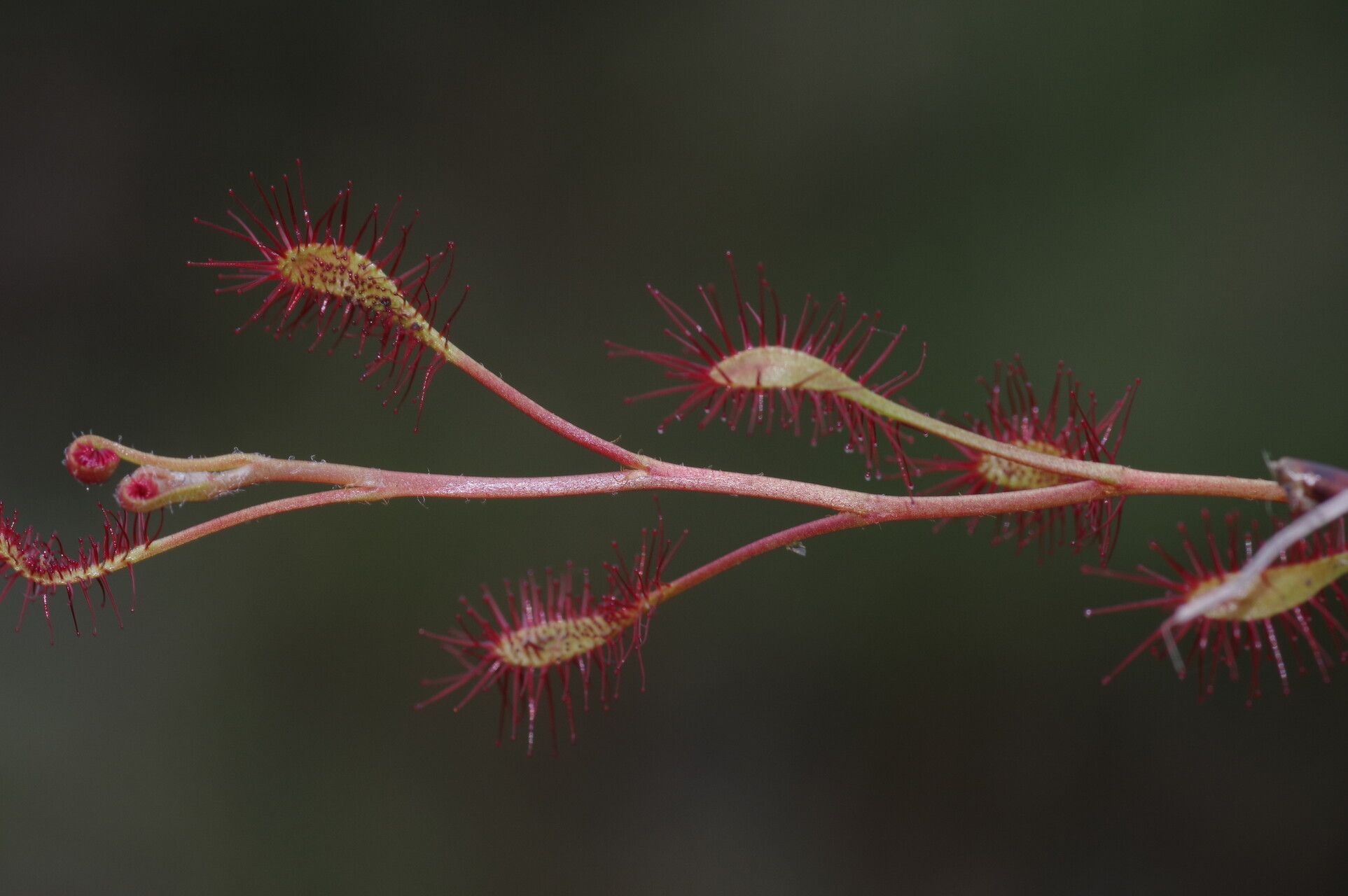 Drosera affinis flower