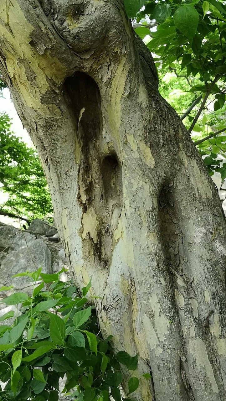 Pteroceltis tatarinowii bark