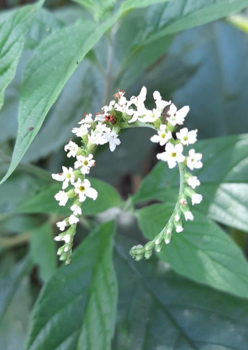 Heliotropium transalpinum flower