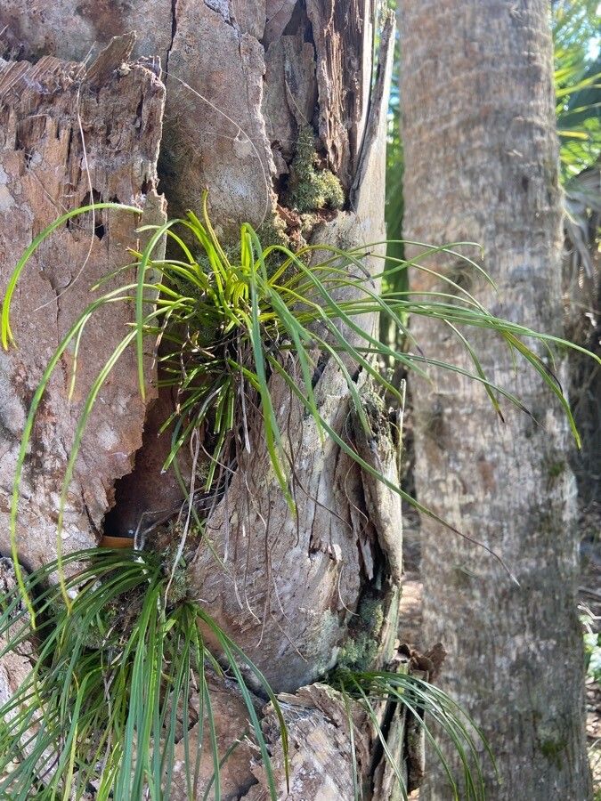 Vittaria lineata leaf