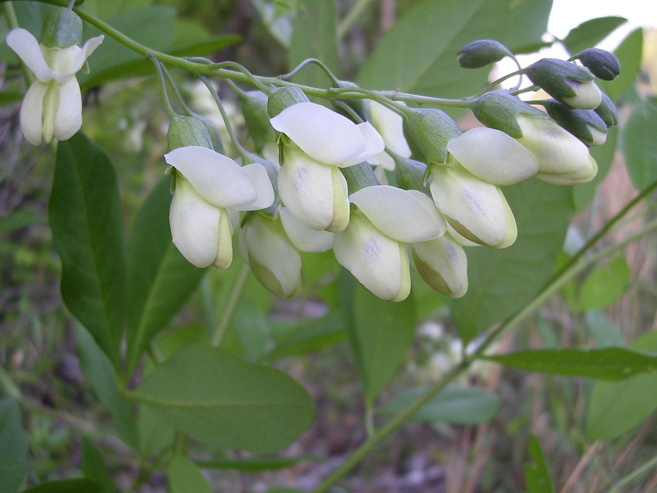 Baptisia megacarpa flower