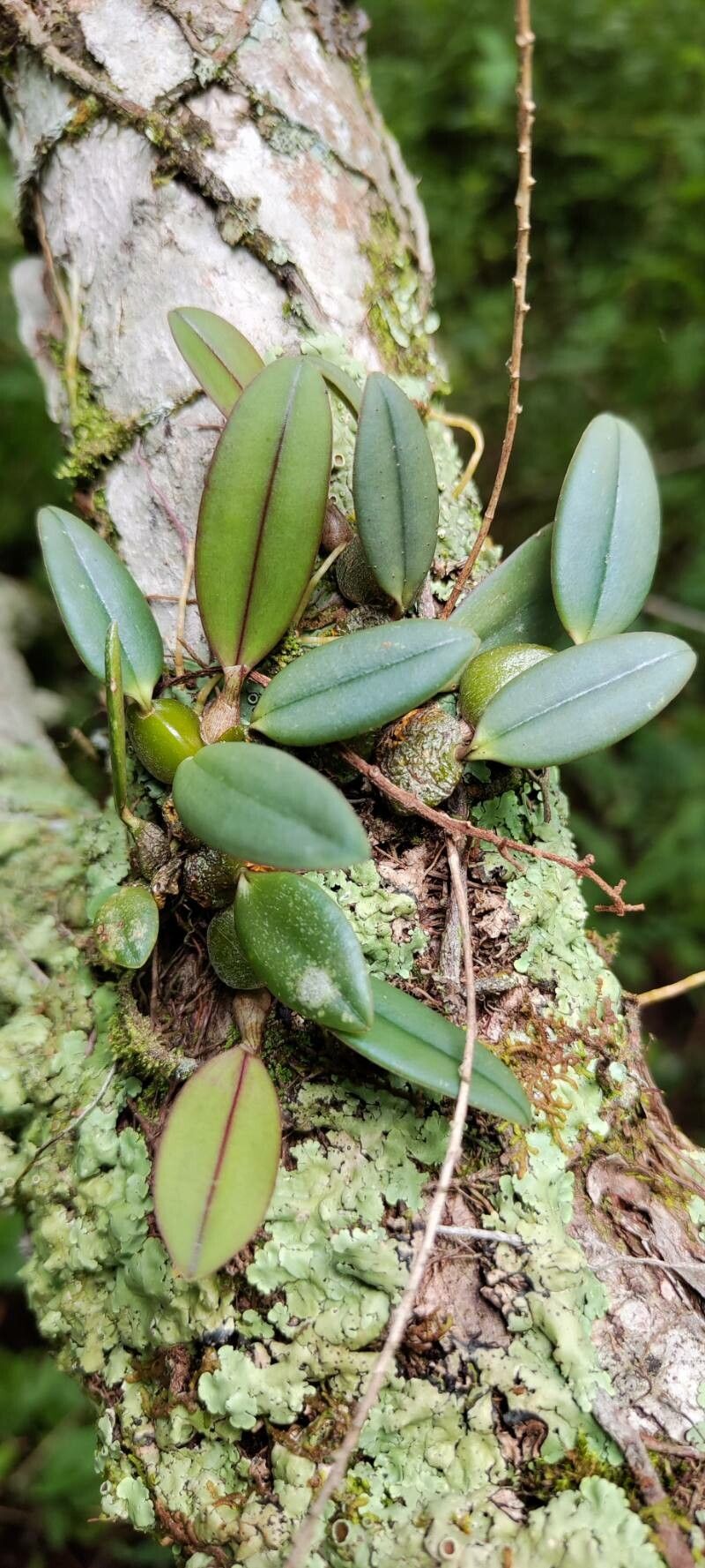 Bulbophyllum oxychilum leaf
