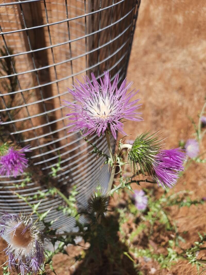 Carduus meonanthus — search result for 'Carduus'