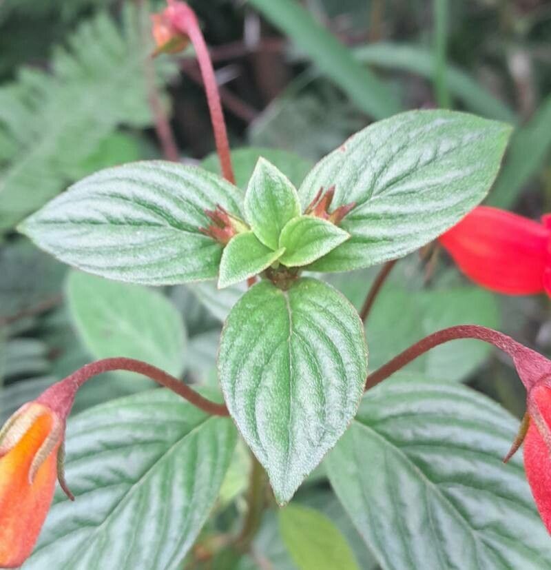 Seemannia nematanthodes — related species from the same genus