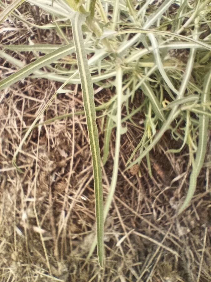 Asclepias asperula leaf