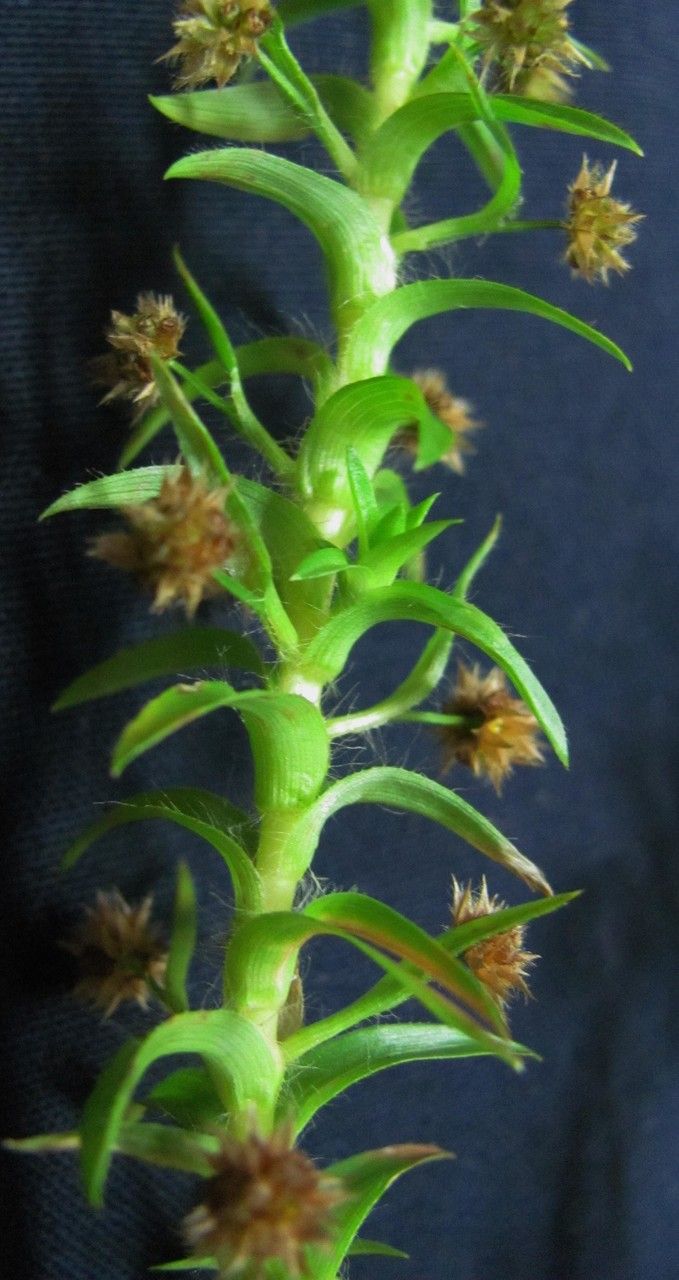 Tonina fluviatilis — search result for 'Cuba'