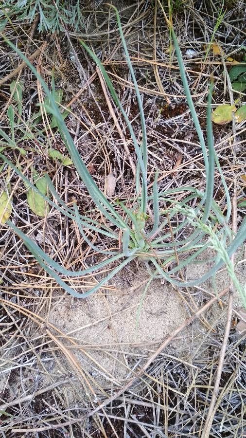 Tragopogon floccosus — search result for 'Tragopogon'