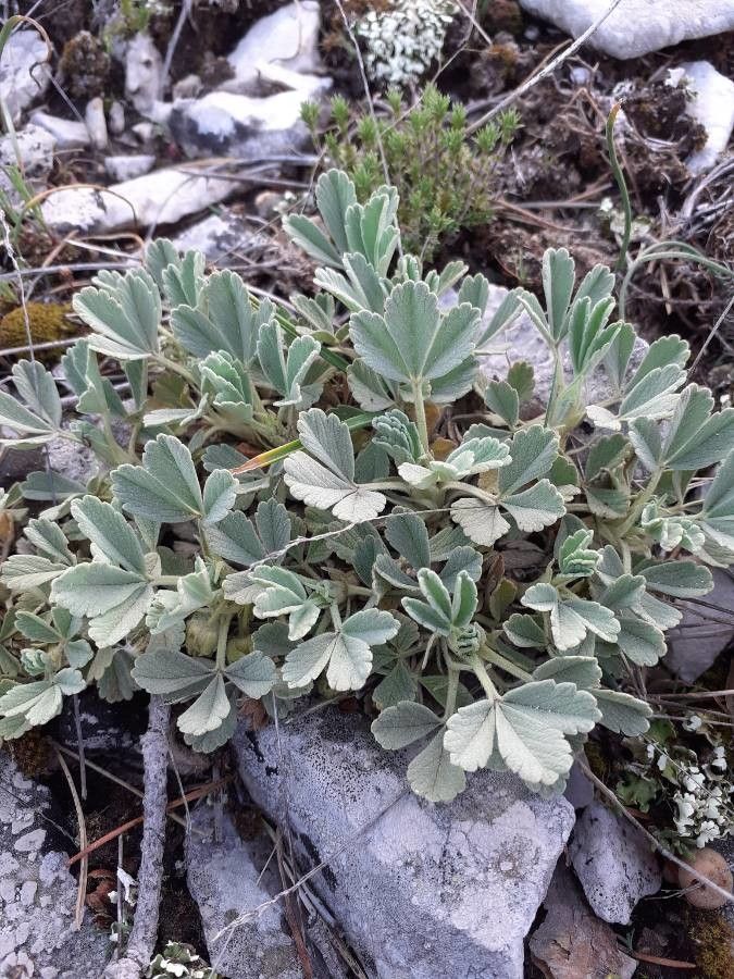Potentilla velutina leaf