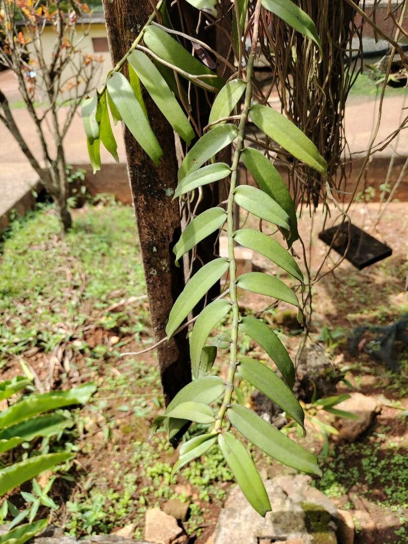 Diaphananthe bidens habit