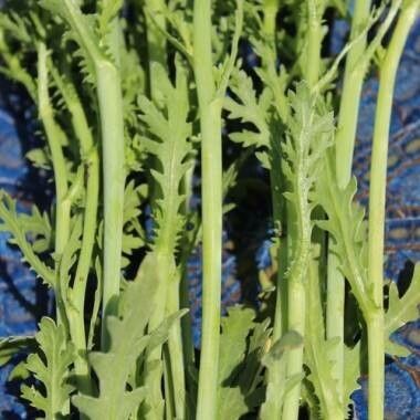 Chrysanthemum coreanum leaf