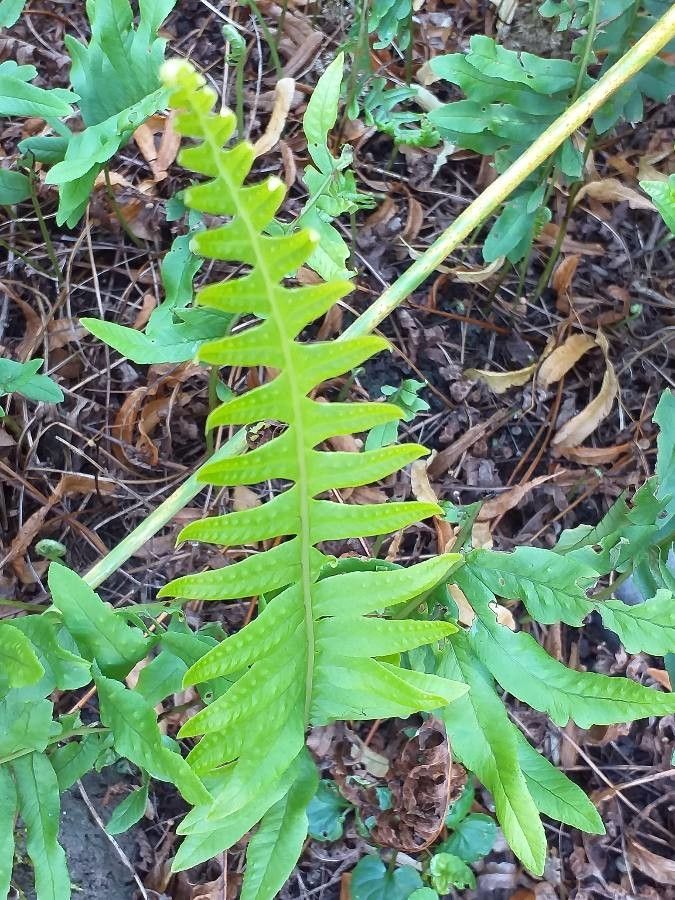 Polypodium australe leaf