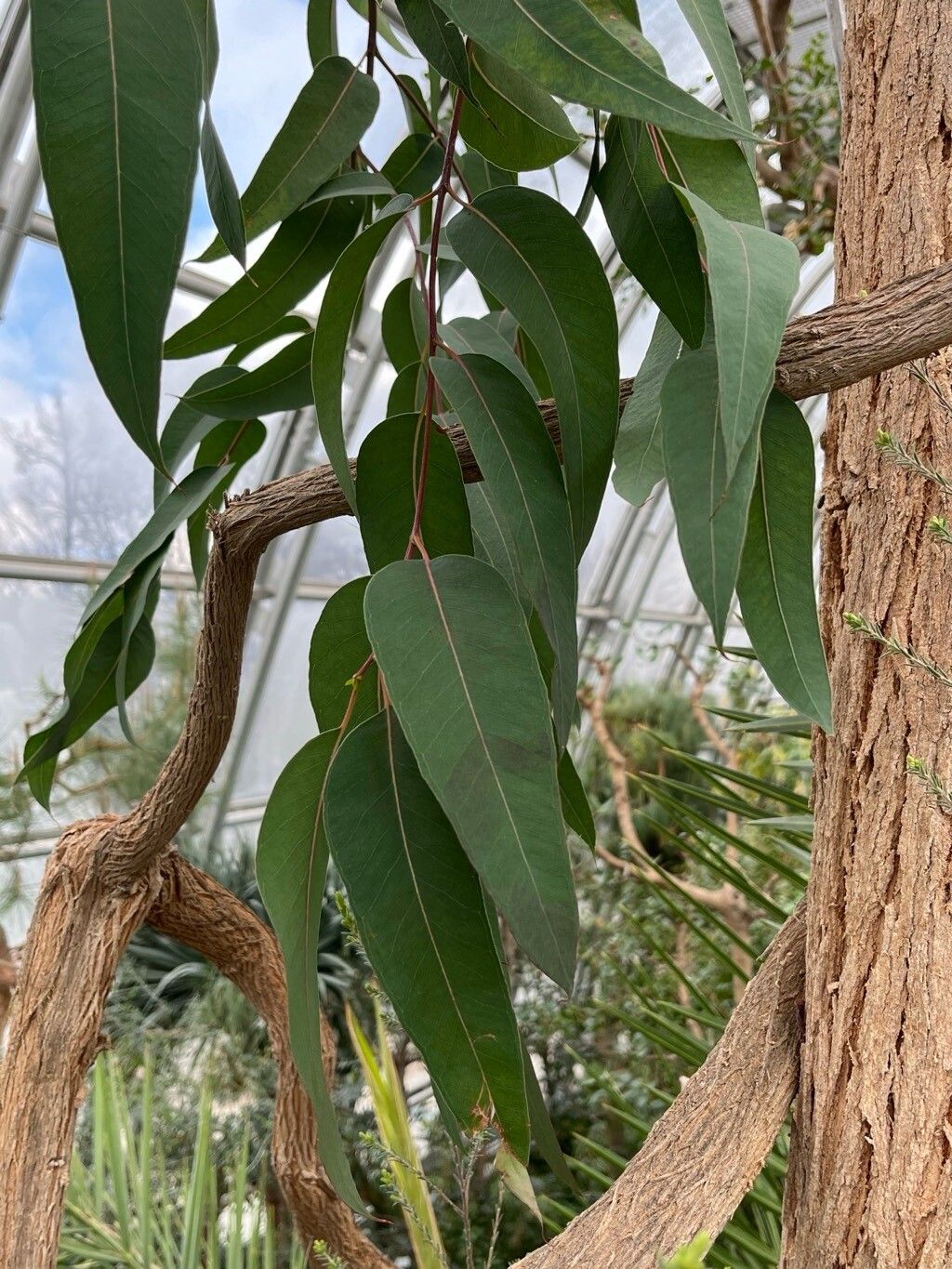 Eucalyptus marginata — houseplant care guide
