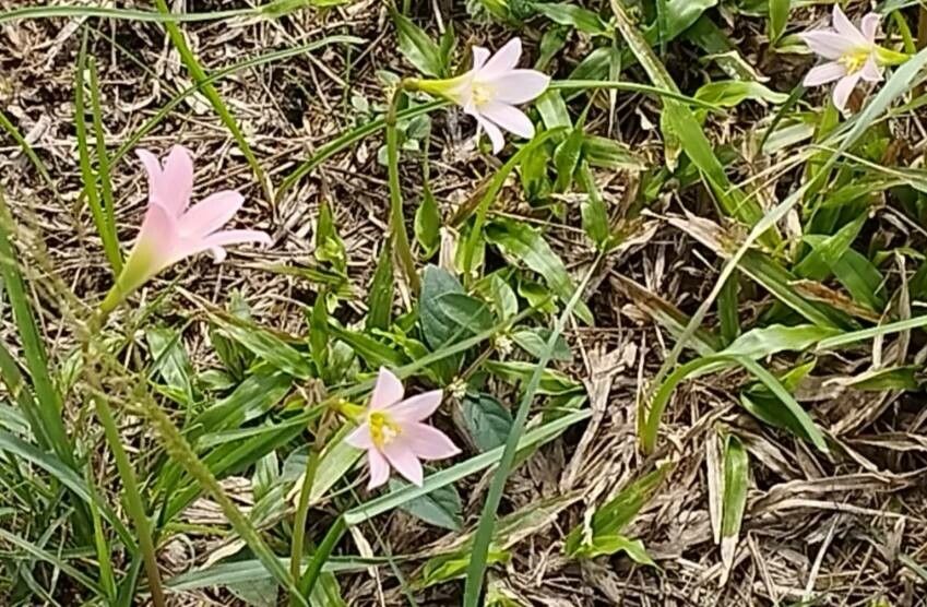 Zephyranthes cearensis — houseplant care guide