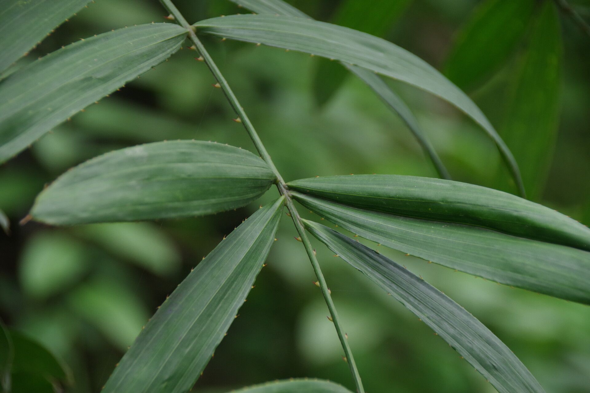 Eremospatha quinquecostulata — houseplant care guide