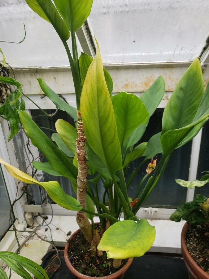 Aglaonema marantifolium habit