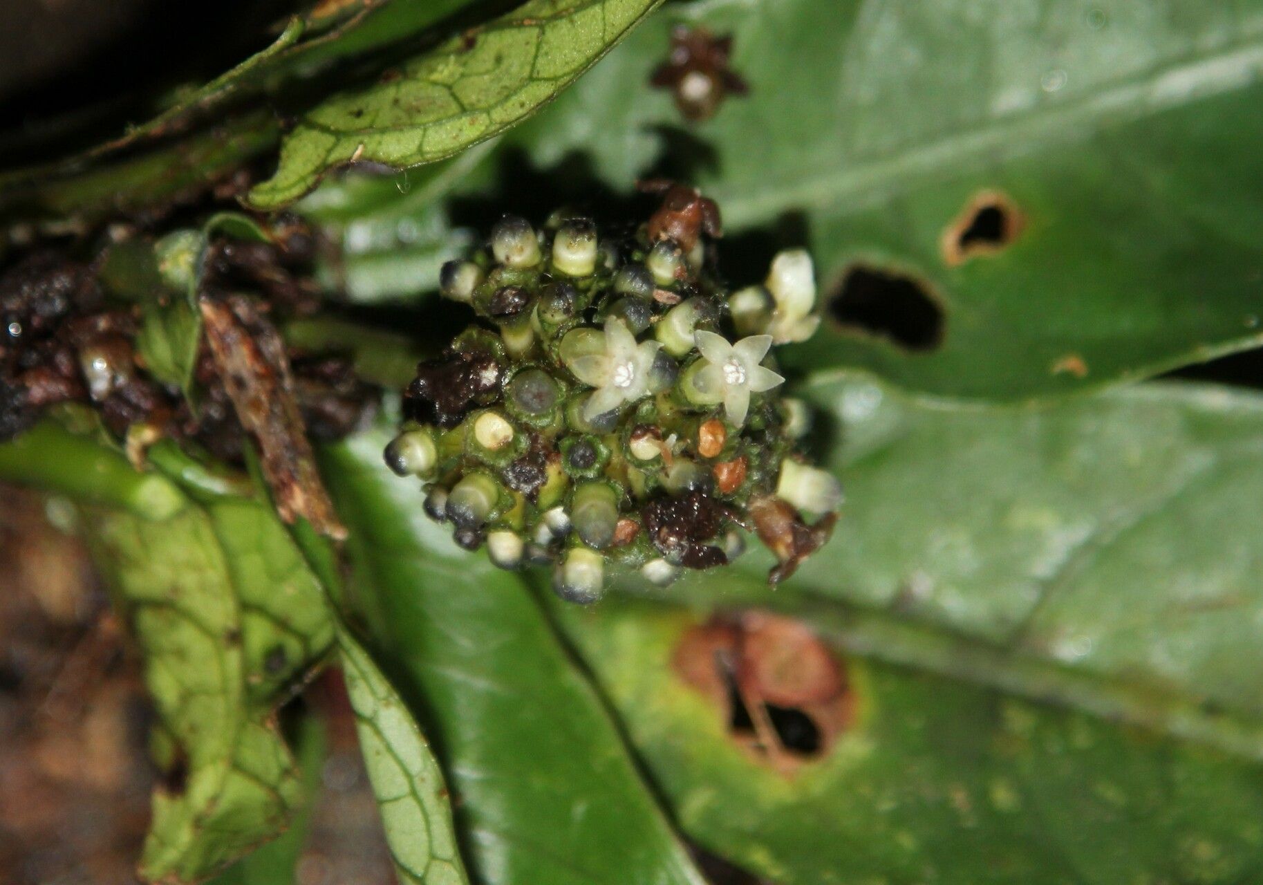 Psychotria kupensis flower
